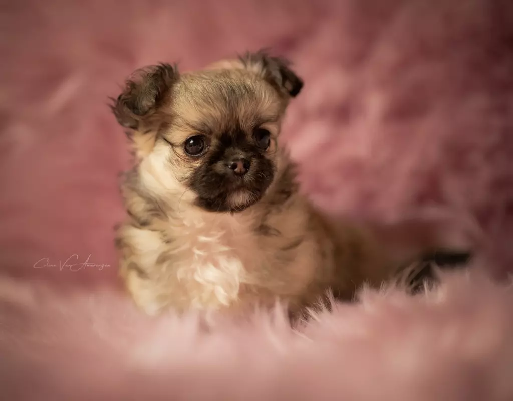 Des Petites Perles Enchantées - Chiot disponible  - Chihuahua