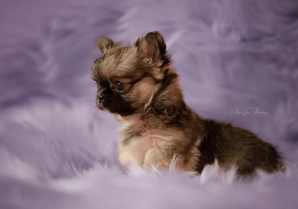 Des Petites Perles Enchantées - Chiot disponible  - Chihuahua