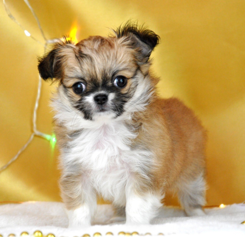 chiot Chihuahua Des Petites Perles Enchantées