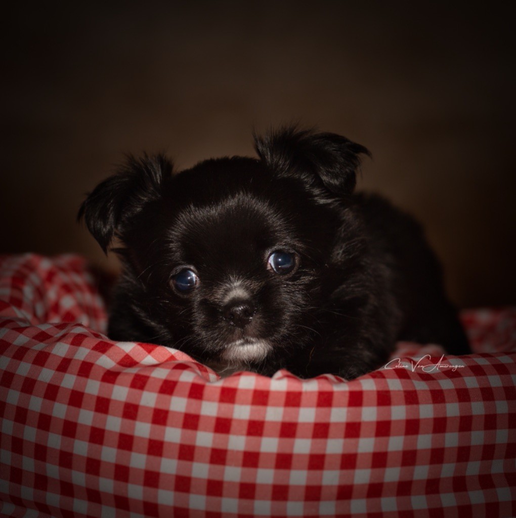 Des Petites Perles Enchantées - Chihuahua - Portée née le 26/05/2021