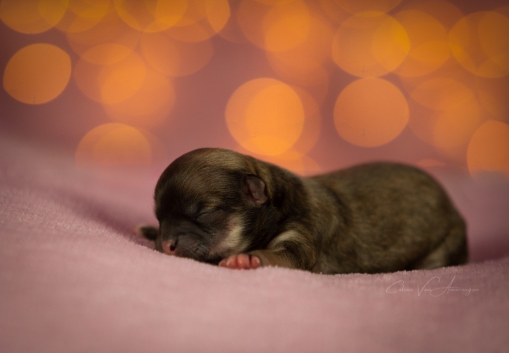 Naissance à l élevage 