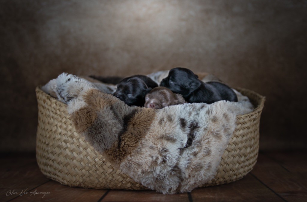 Des Petites Perles Enchantées - Chihuahua - Portée née le 22/12/2020