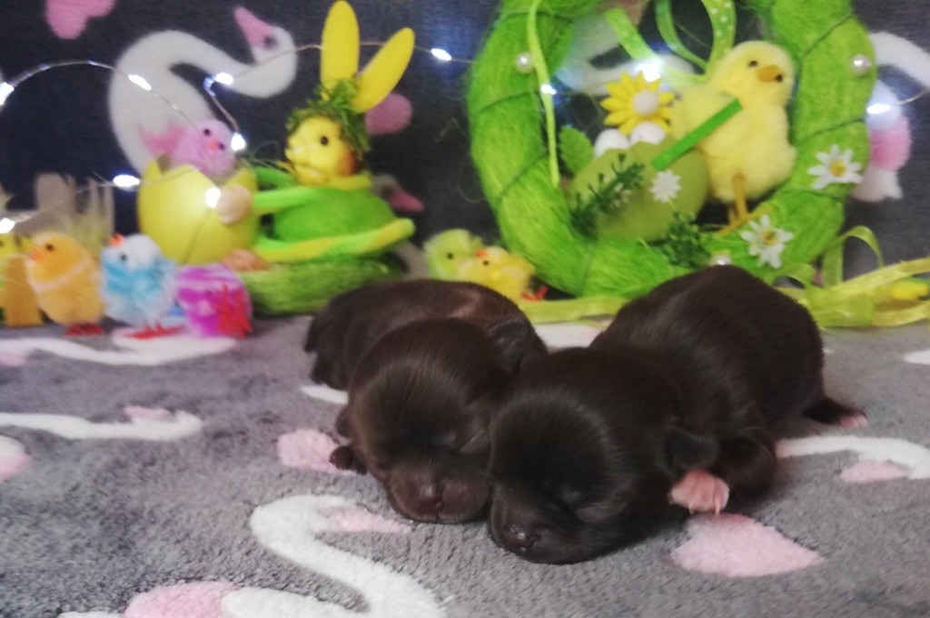 Des Petites Perles Enchantées - Chihuahua - Portée née le 16/04/2019